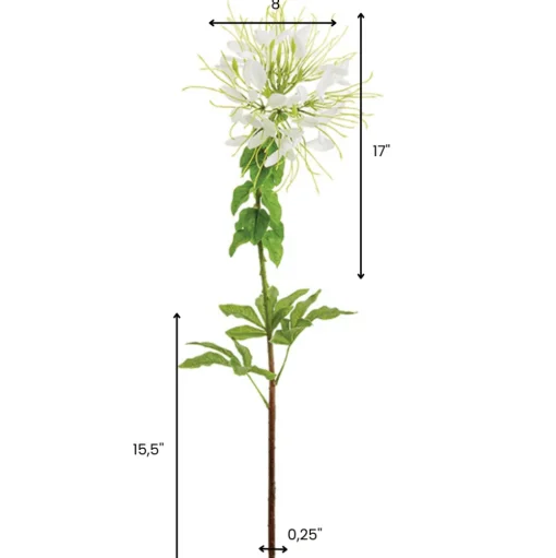 Fleur araignée blanche, 32,5″