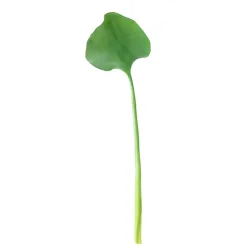Grande tige de feuille de lotus, 25,5″