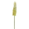 Green Eremurus, 35″