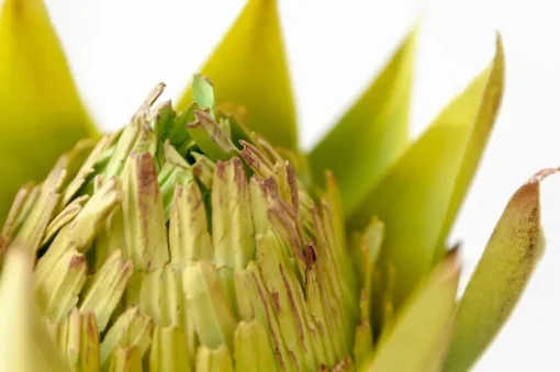 Green King Protea, 22″
