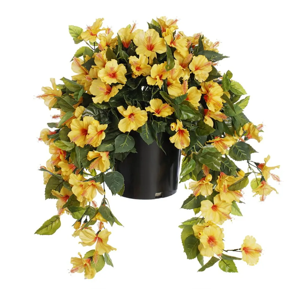 Hibiscus jaune en pot de culture noir, 28 x 20″