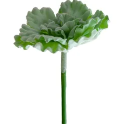 Laitue succulente 9″