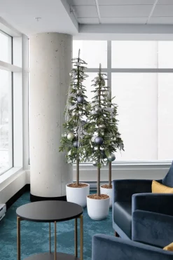 Narrow alpine fir on stand, 72