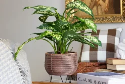 Natural brown rattan plant stand