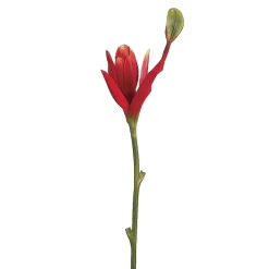 Orange and Red Banana Flower, 38″