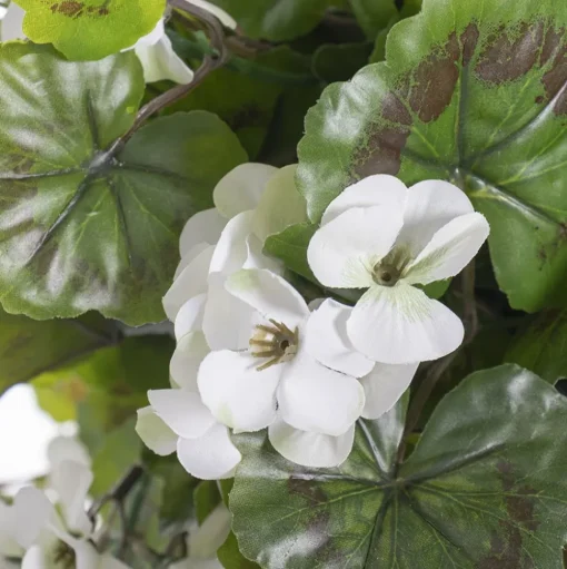 Outdoor hanging planter of white geranium, 18 x 16″