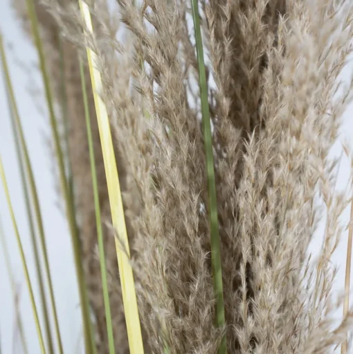 Pampas bouquet, 48″