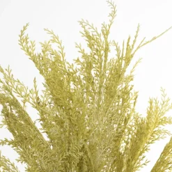 Pampas vert, 51″