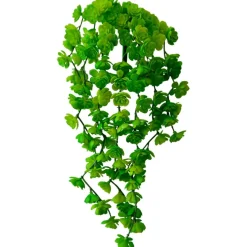 Petites succulentes vertes et  retombantes 12″