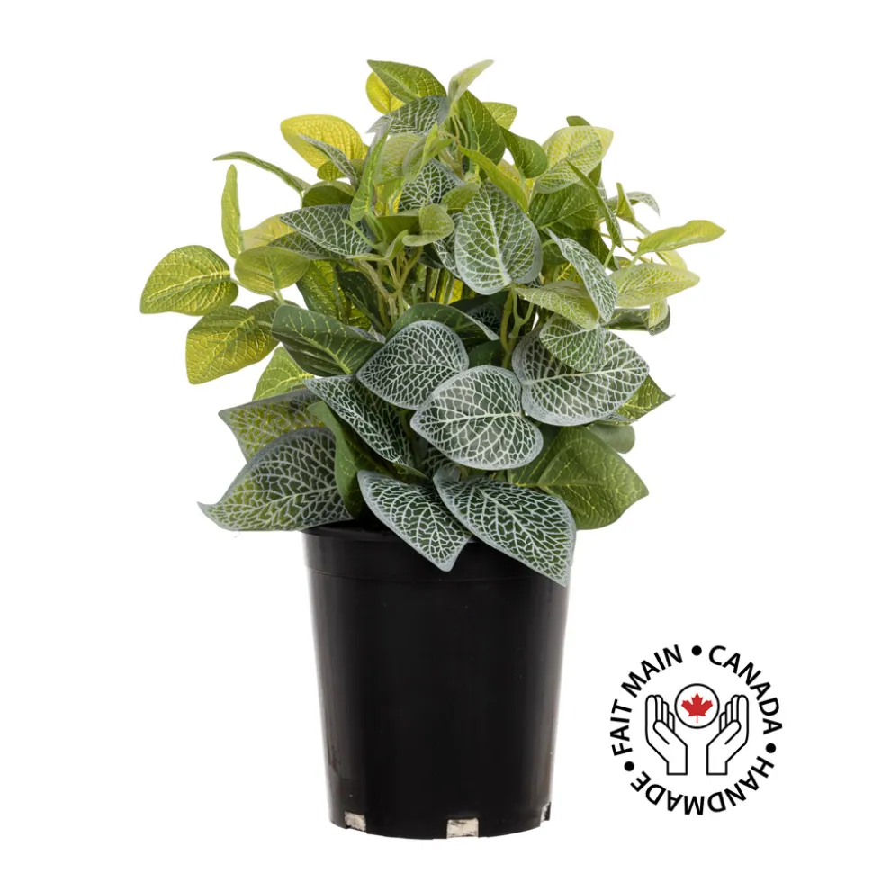 Plant de fittonia artificiel en pot, 16 x 11″