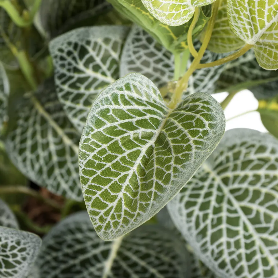 Plant de fittonia artificiel en pot, 16 x 11″