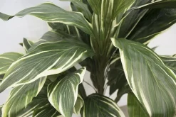 Plante artificielle cordyline, 36,5″