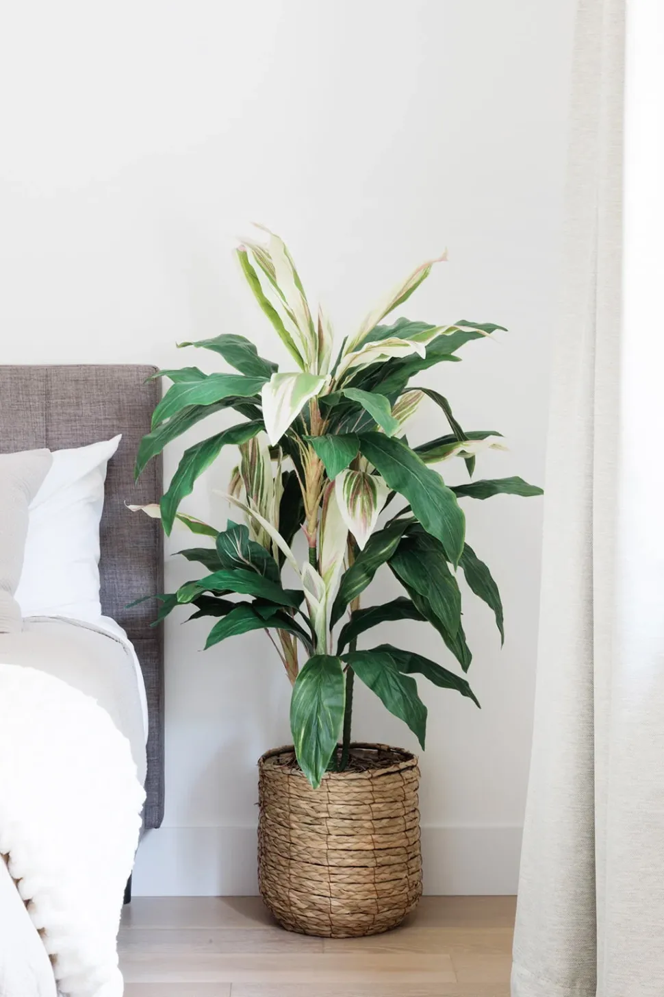 Plante cordyline verte et crème, 55″