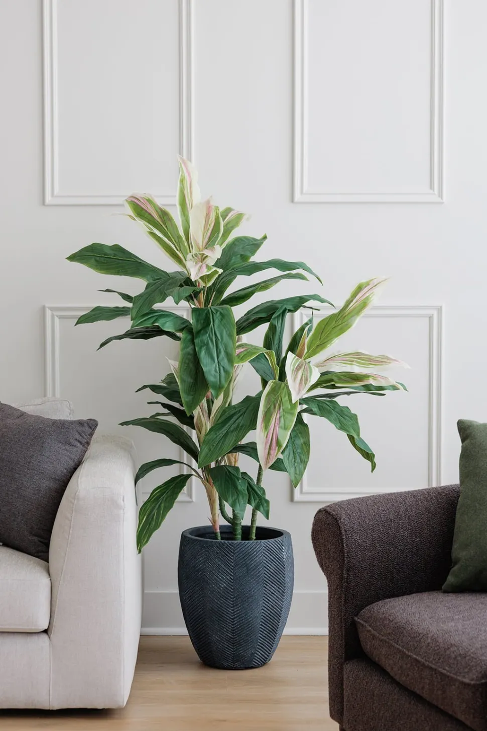 Plante cordyline verte et crème, 55″