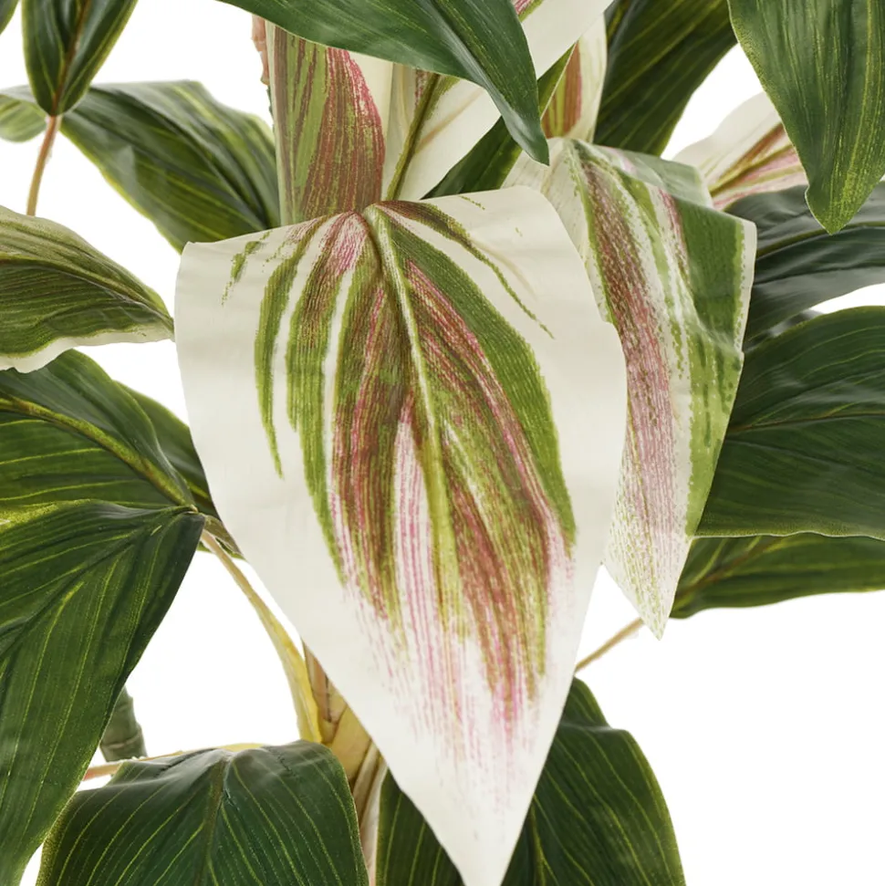 Plante cordyline verte et crème, 55″