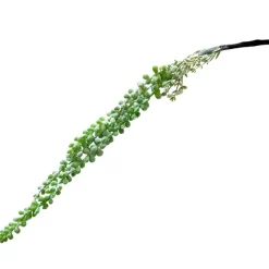 Plante grasse retombante 18″