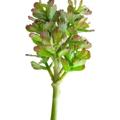 Plante succulente vert lime 12″