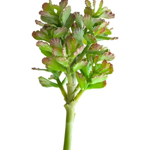 Plante succulente vert lime 12″