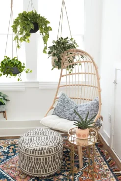 Plante suspendue, pothos