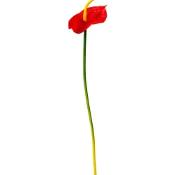 Red Anthurium Stem