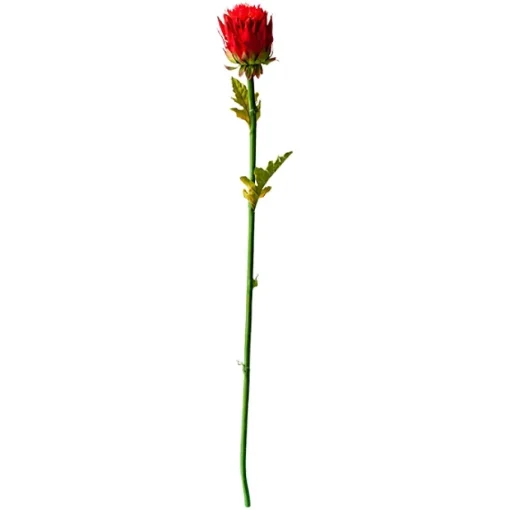 Red Artichoke Flower, 33″