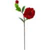 Red Camellia, 23″