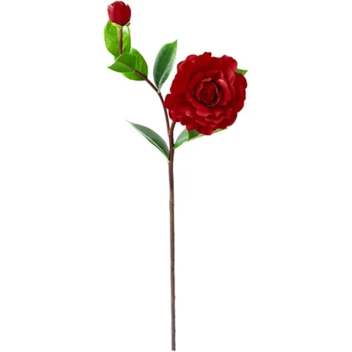 Red Camellia, 23″