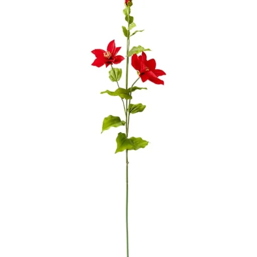 Red Clematis, 34″