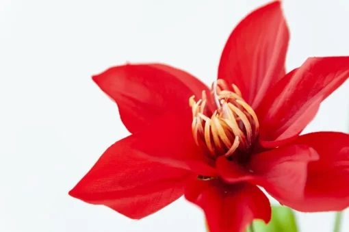 Red Clematis, 34″