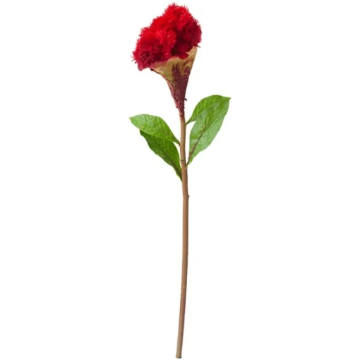 Red Cockscomb, 23″