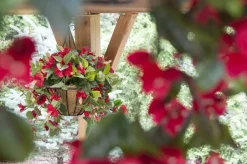 Red hibiscus outdoor hanging flower basket, 24 x 22″