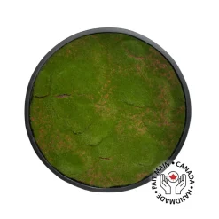 Round moss plant wall, 24 x 24″