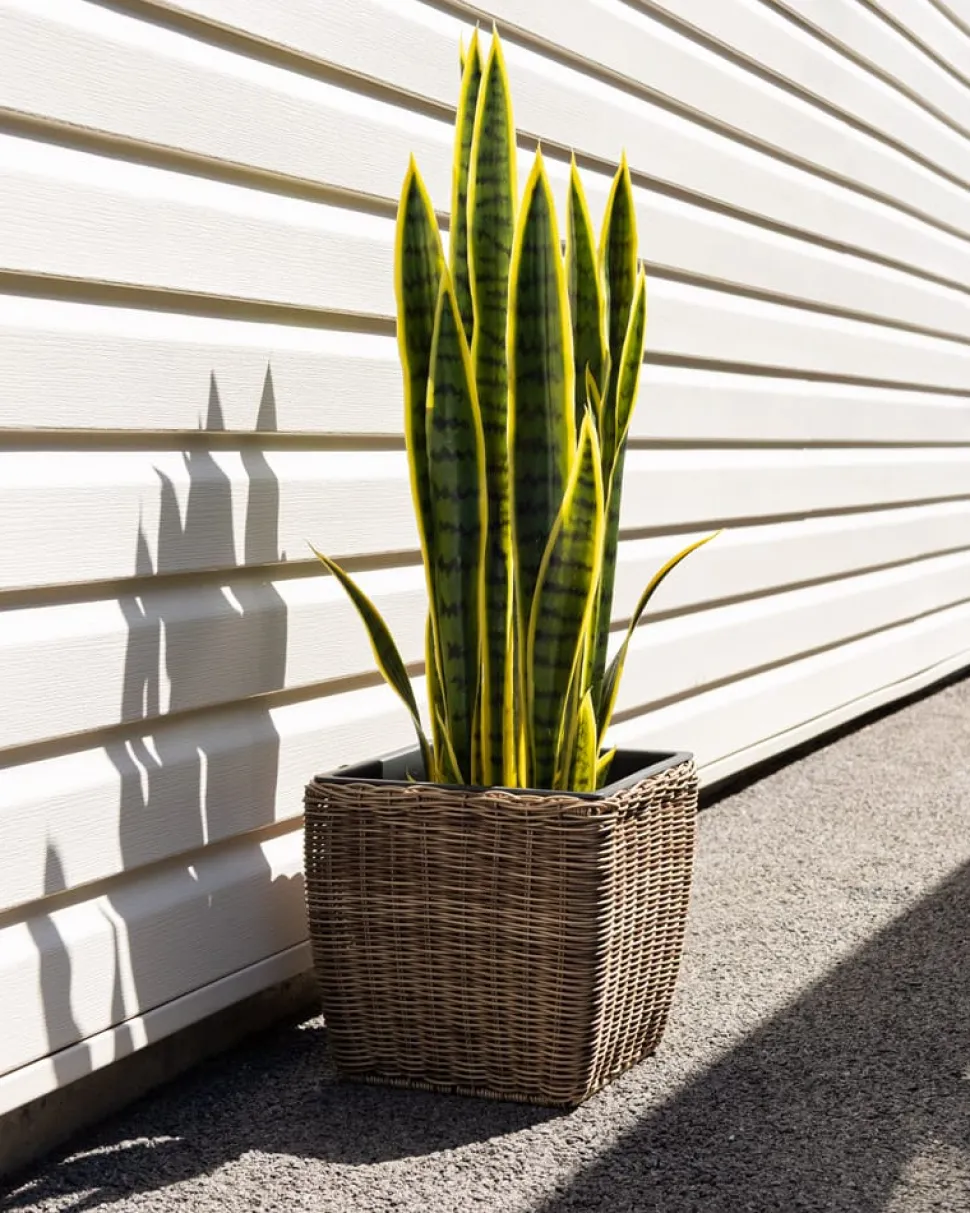 Sansevieria artificial outdoor plant, 36″