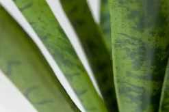 Sansevière verte artificielle, 30″