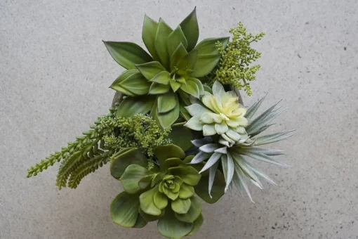 Succulente echeveria agavoides artificielle, 8,5″