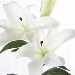 Tige de lys blancs, 34″