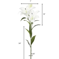 Tige de lys blancs, 34″