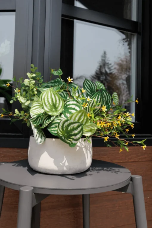 Tige de petites fleurs jaunes trientales boréales, 20″