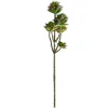 Tige de petites plantes succulentes vertes foncées 13″