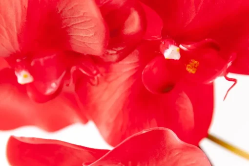 Tige de phalaenopsis rouge géante 45″