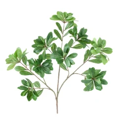 Tige de pittosporum 18″