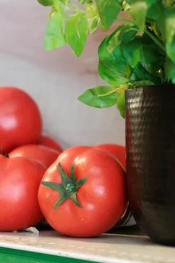 Tomato, 3,15″